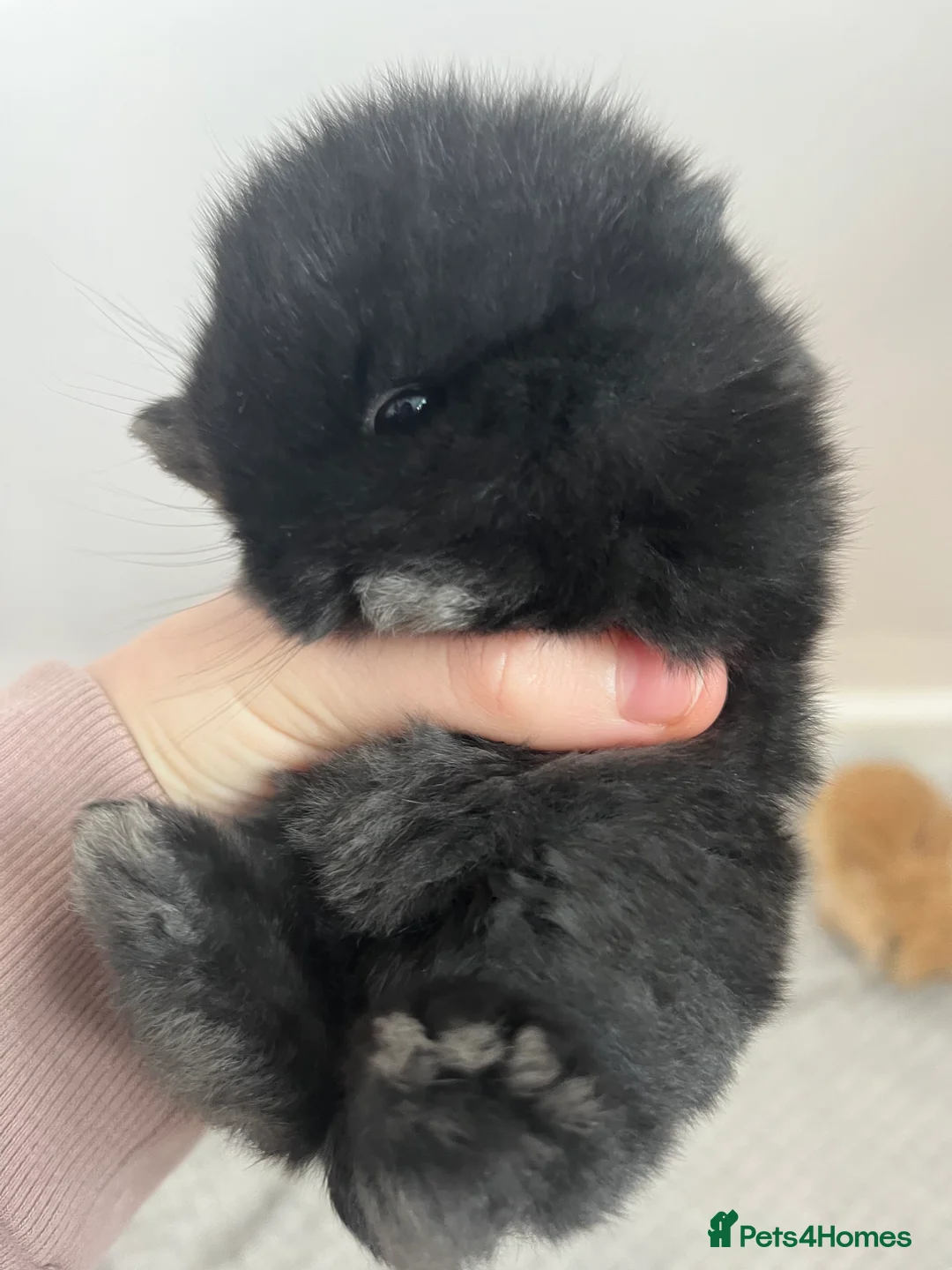 Mini Lop rabbits for sale: Gorgeous Purebred Mini Lop Babies – due soon! - Advert 14