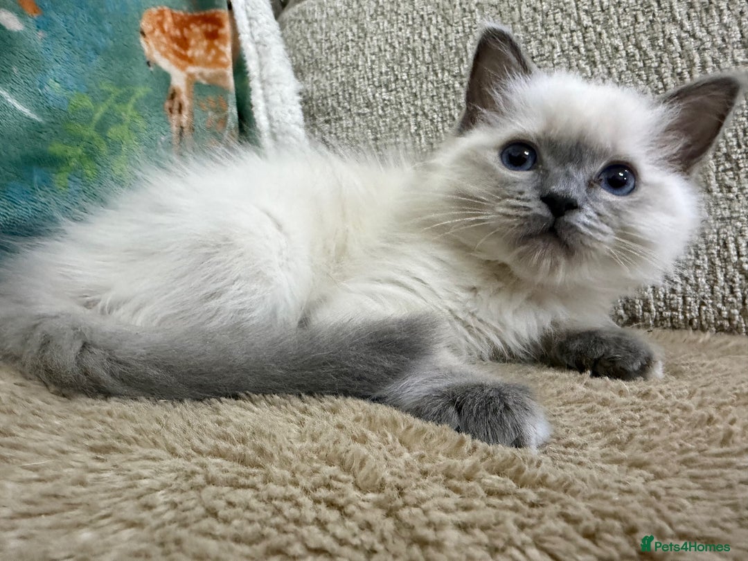 Ragdoll cats for sale: 3 Girl Ragdolls Available, Cute and fluffy!  - Advert 15