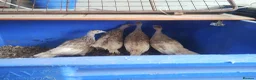 Turkeys poultry for sale: Bourbon red turkey's - Advert 4