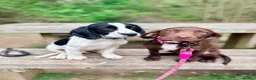 Springador dogs for sale: 🐾 Looking for a Loving Home – Meet Luna 🐾 - Advert 10