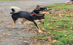 Mixed Breed dogs for adoption: BRILLIANT BERTIE - Image 7