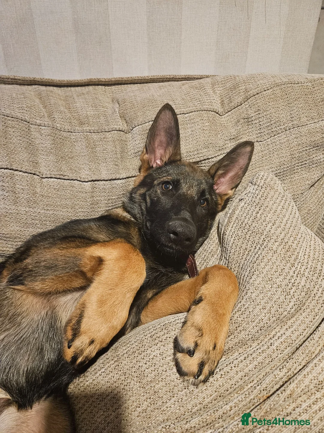 German Shepherd dogs for sale: German Shepherd  - Advert 3