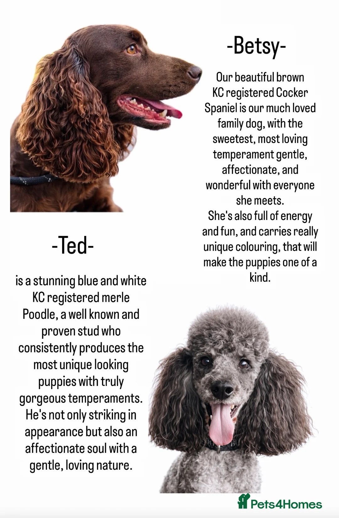 Cockapoo dogs for sale: 🤎🐶🐾 Beautiful F1 cockapoo puppies🐾🐶🤎 - Advert 2