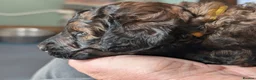Mixed Breed dogs for sale: Rottweiler / Rottidoodle puppies - Advert 7