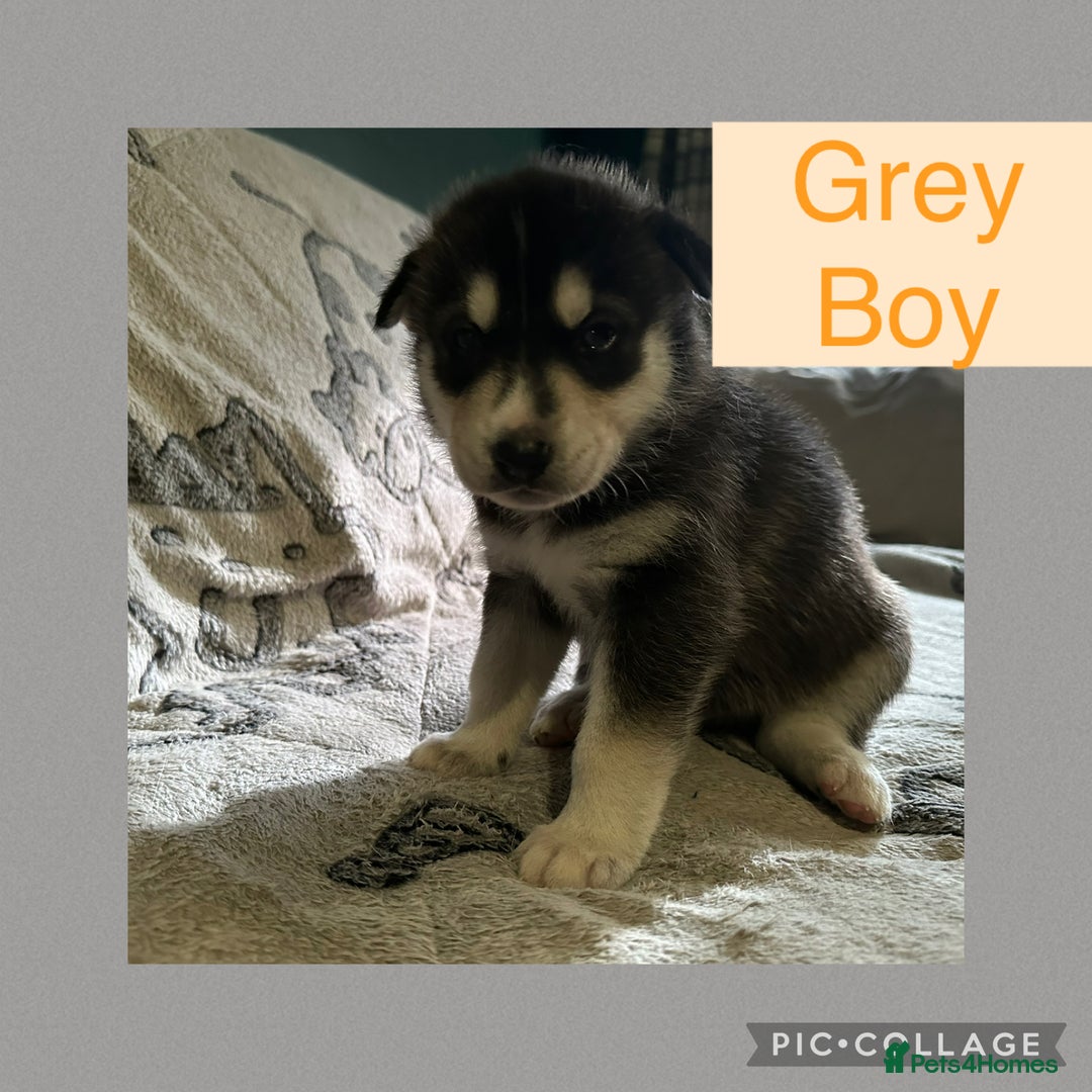 Siberian Husky dogs for sale: Siberian husky puppies - Image 7