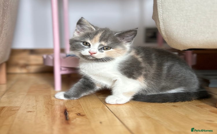 British Shorthair cats - Advert 7