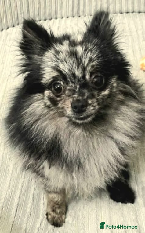Pomeranian dogs Sliver merle female Pomeranian  - Advert 4