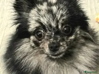 Pomeranian dogs Sliver merle female Pomeranian - Advert 4