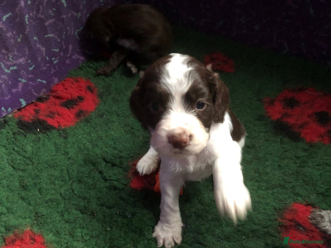 Cocker Spaniel dogs for sale: Gorgeous Working Cocker Spaniel puppies - Image 9