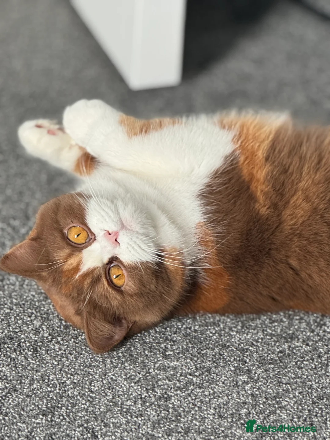 British Shorthair cats for sale: Beautiful cinnamon tortie white ticked TICA reg - Advert 2