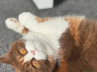 British Shorthair cats Beautiful cinnamon tortie white ticked TICA reg - Advert 14