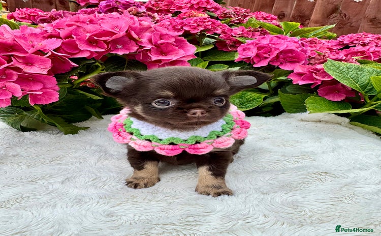 Chihuahua dogs - Advert 1