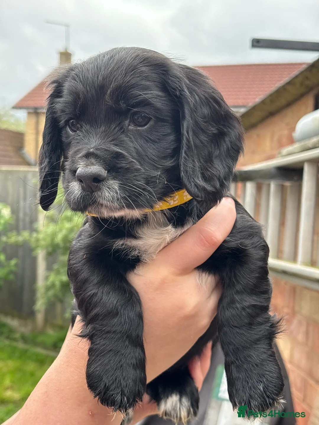 Sprocker dogs for sale: Sprocker puppies  - Advert 2