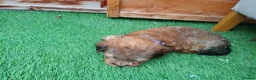 Yorkiepoo dogs for sale: Yorkepoo Male and Female very miniature breed - Advert 8