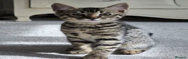 Bengal Kitten 1