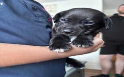 Mixed Breed dogs for sale: Staff x cockapoo puppies  - Image 3