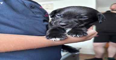 Mixed Breed dogs - Advert 10