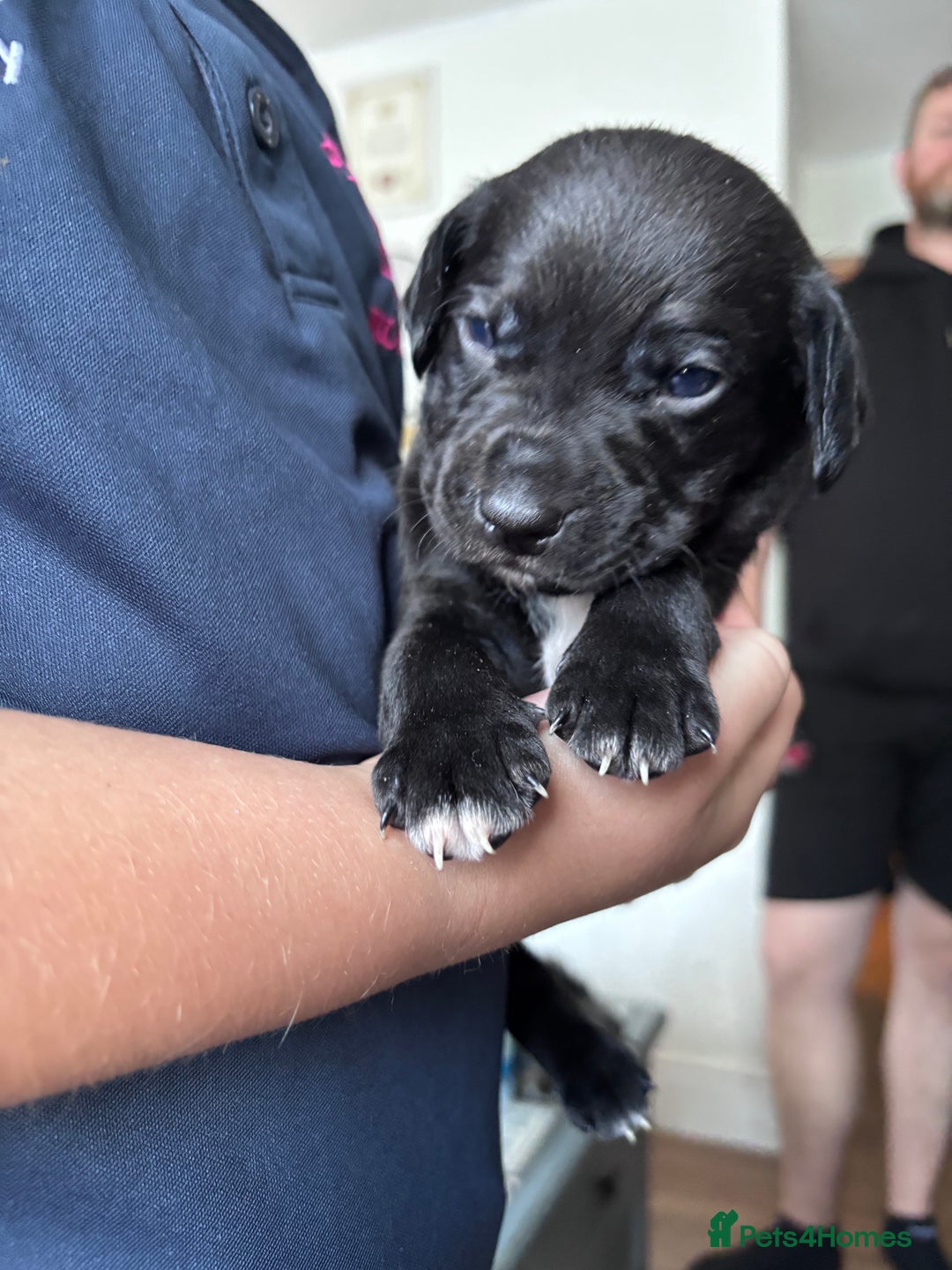 Mixed Breed dogs for sale: Staff x cockapoo puppies  - Image 3