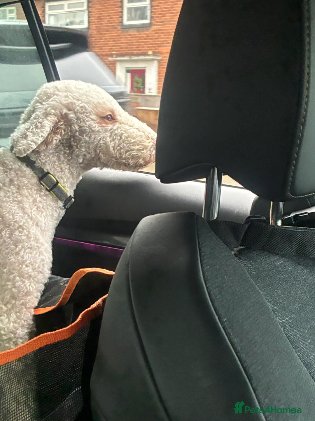 Bedlington Terrier dogs for stud: Bedlington Terrier Stud - Liver - AGE 6 - CT CLEAR in Darlington - Advert 35