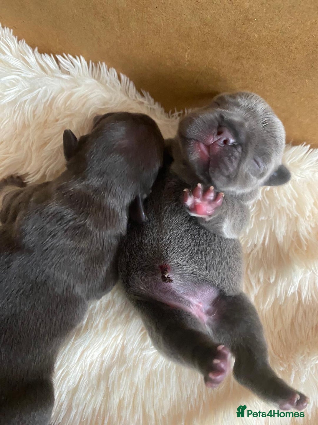 French Bulldog dogs for sale: KC French Bulldog girls puppies pure blue - Image 4