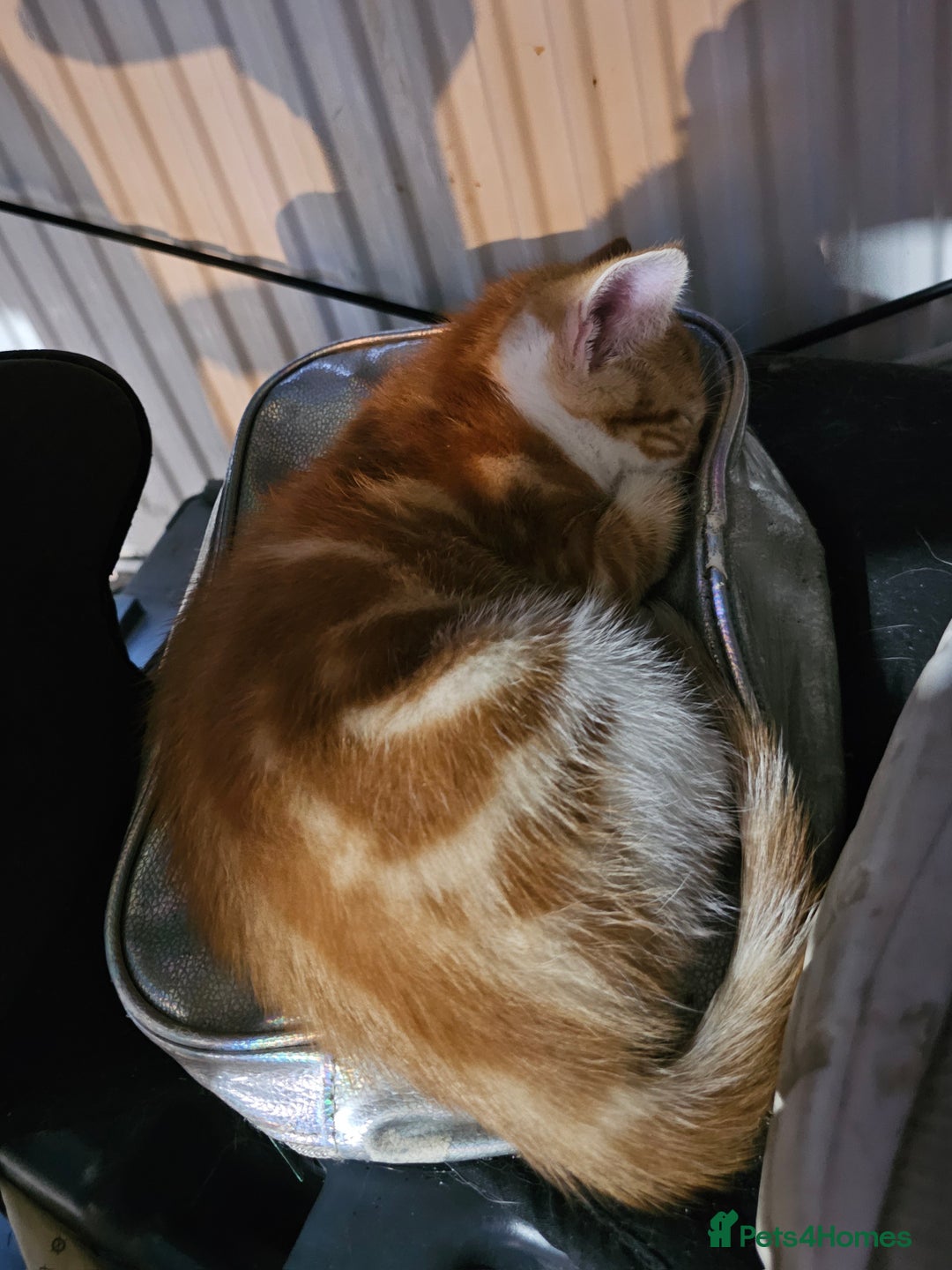 Mixed Breed cats for sale: Beautiful kittens available for sale - Advert 17