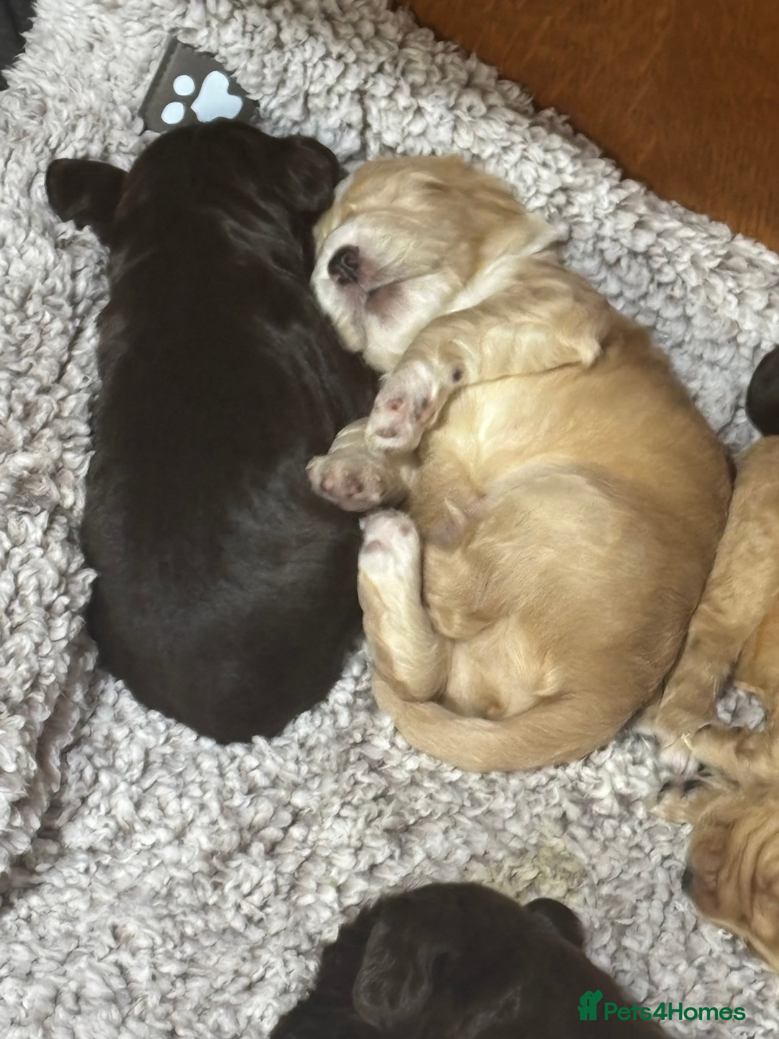 Cocker Spaniel dogs 🐾 Beautiful Cocker Spaniel Puppies Available 🐾 - Advert 1