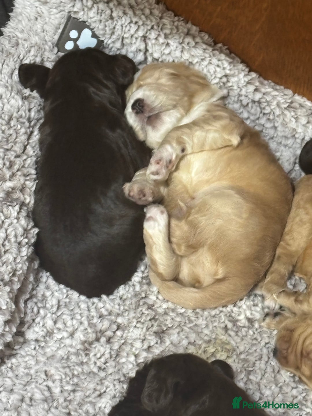 Cocker Spaniel dogs for sale: 🐾 Beautiful Cocker Spaniel Puppies Available 🐾 - Advert 1