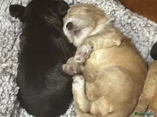 Cocker Spaniel dogs 🐾 Beautiful Cocker Spaniel Puppies Available 🐾 - Advert 17