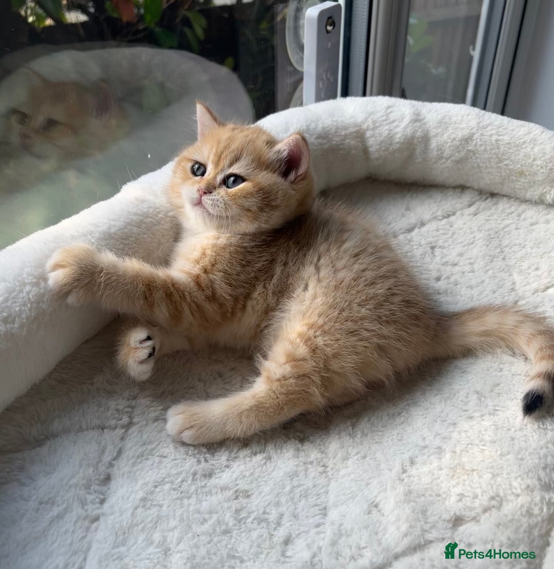 British Shorthair cats for sale: TICA Reg Beautiful Golden & Golden Tabby Bsh  - Advert 11