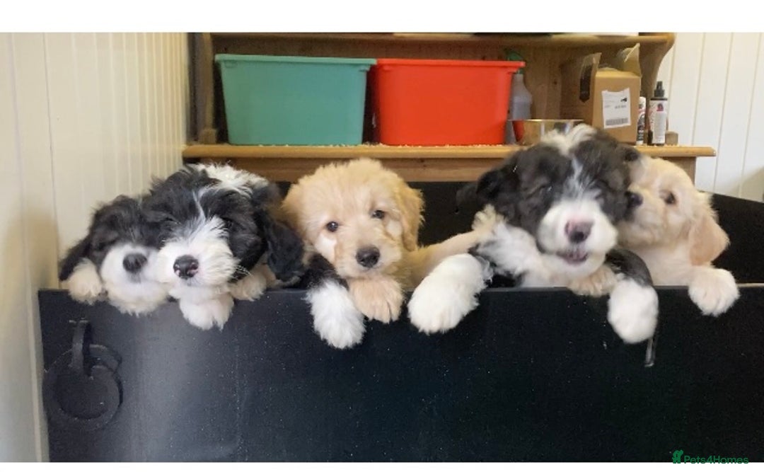 Mixed Breed dogs for sale: Bearded Collie Cross Miniature Poodle Puppies - Image 11