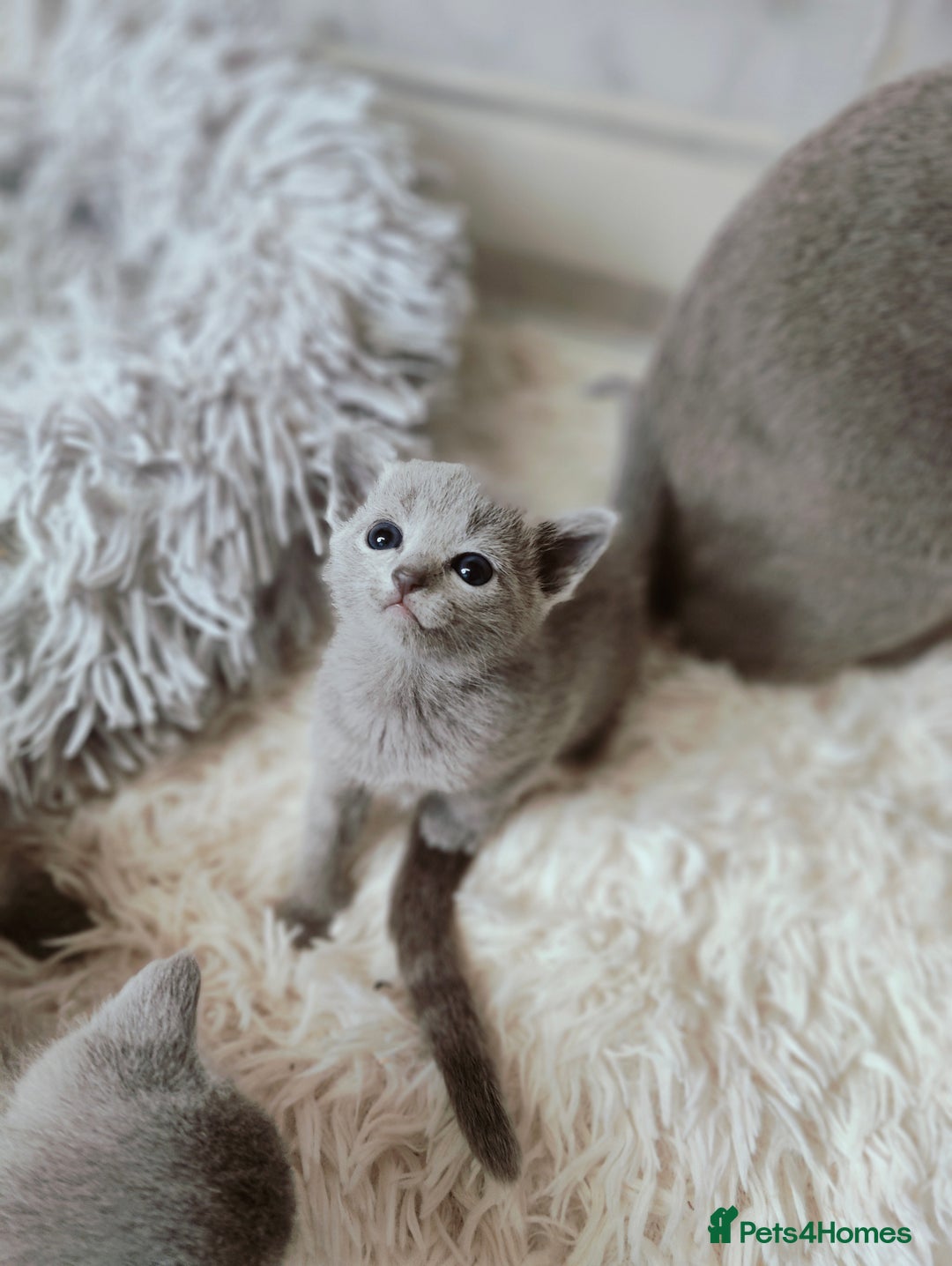 Russian Blue cats for sale: Full Pedigree Russian Blue kittens  - Advert 10