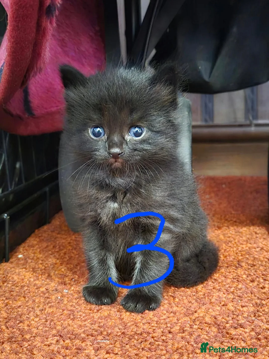 Mixed Breed cats for sale: Mixed breed kittens  in Greenhithe - Advert 6
