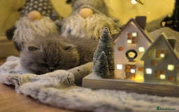 British Longhair cats for sale: British Longhair Female  - Image 5