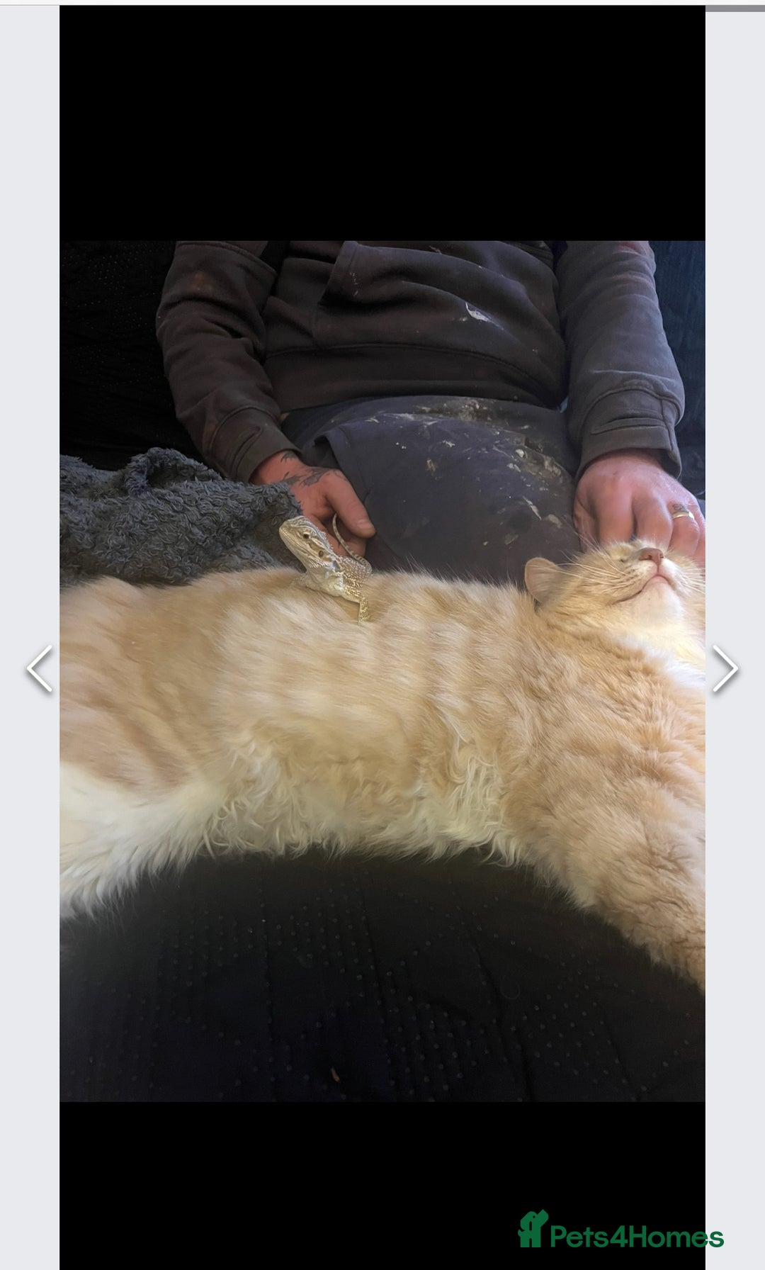 Mixed Breed cats for sale: Maine coon mix for sale - Advert 7