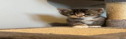 Mixed Breed cats for sale: Gorgeous half Siberian kittens - Advert 32