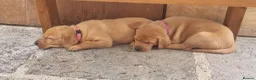 Labrador Retriever dogs for sale: 3 Fox Red girl puppies left.Available from 10/7/26 - Advert 20