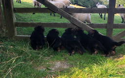 German Shepherd dogs for sale: Beautiful chunky long haired black, tan & red pups - Image 33