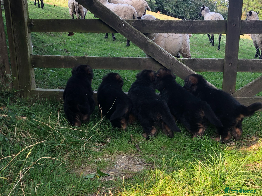 German Shepherd dogs for sale: Beautiful chunky long haired black, tan & red pups - Image 33