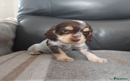 Cocker Spaniel dogs for sale: 8 beautiful kc reg show cocker puppy for sale - Image 21