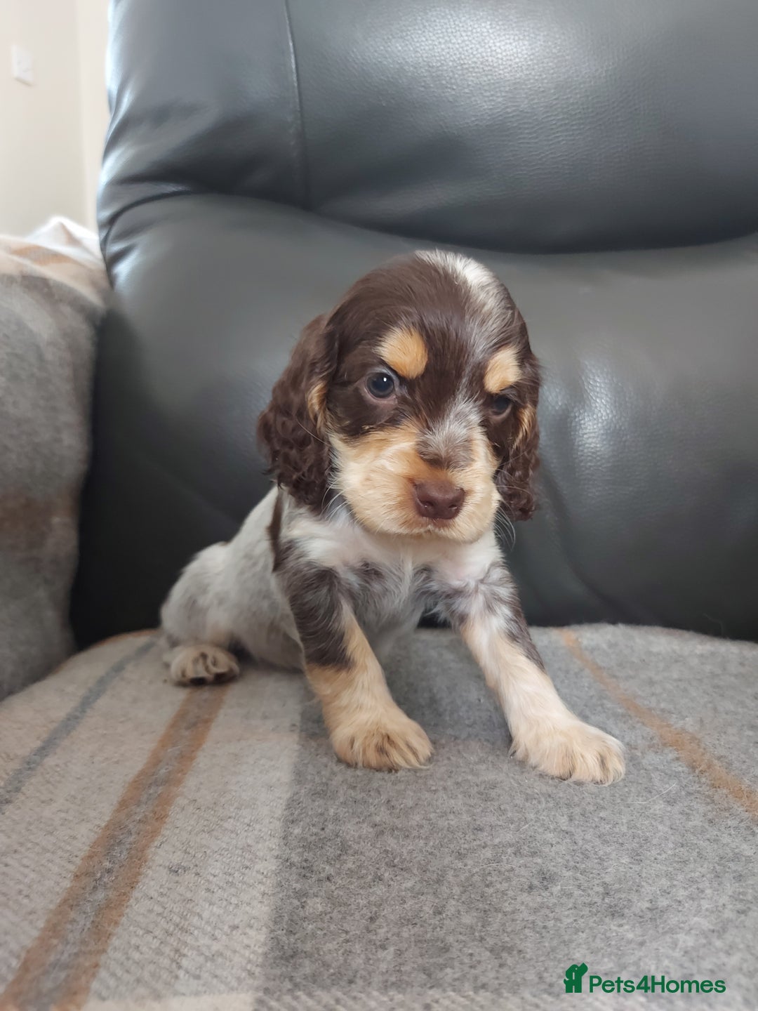 Cocker Spaniel dogs for sale: 8 beautiful kc reg show cocker puppy for sale - Image 21
