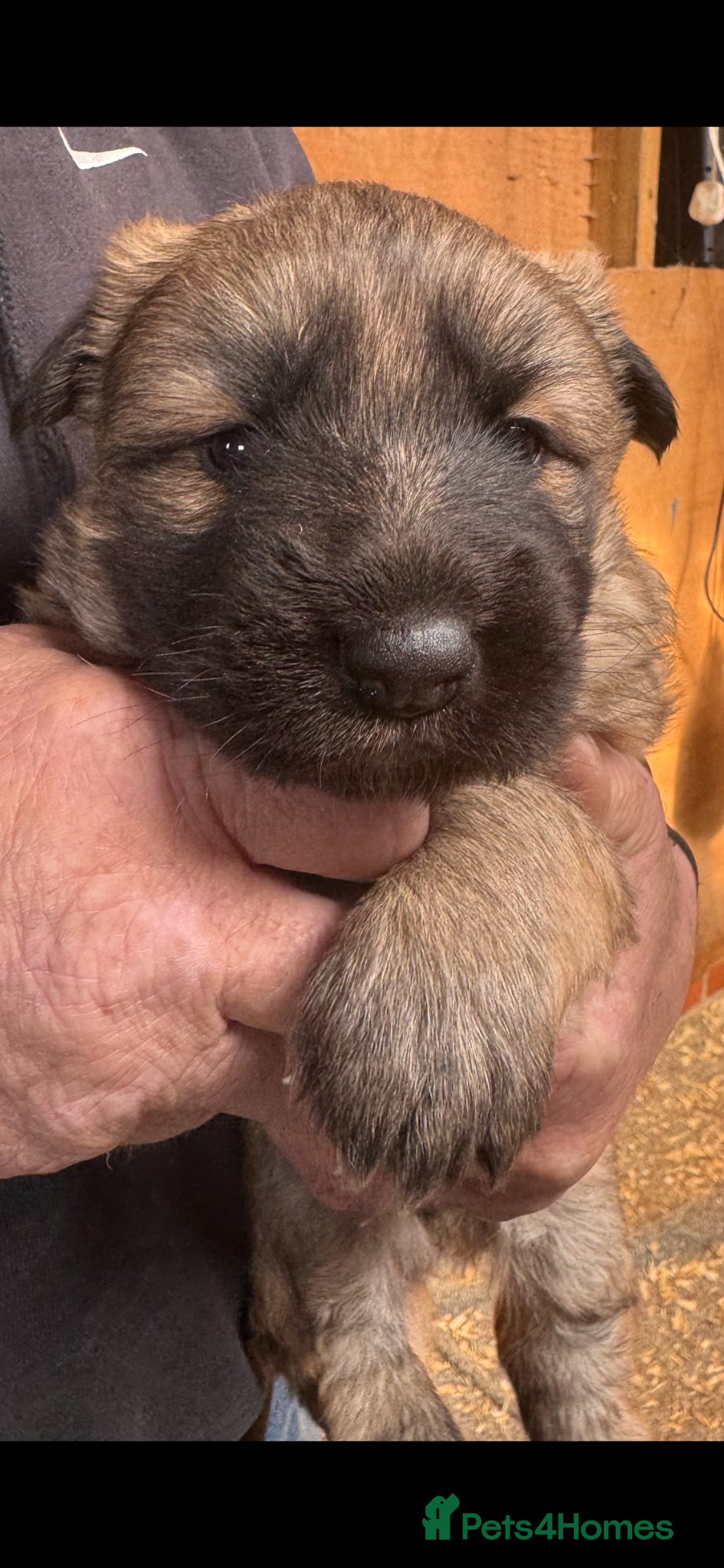 German Shepherd dogs 1 girls left. German shepherd puppys - Advert 5