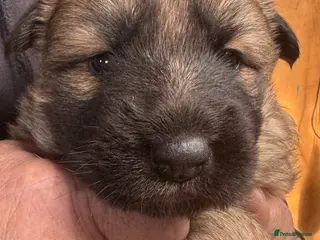 German Shepherd dogs 1 girls left. German shepherd puppys - Advert 5