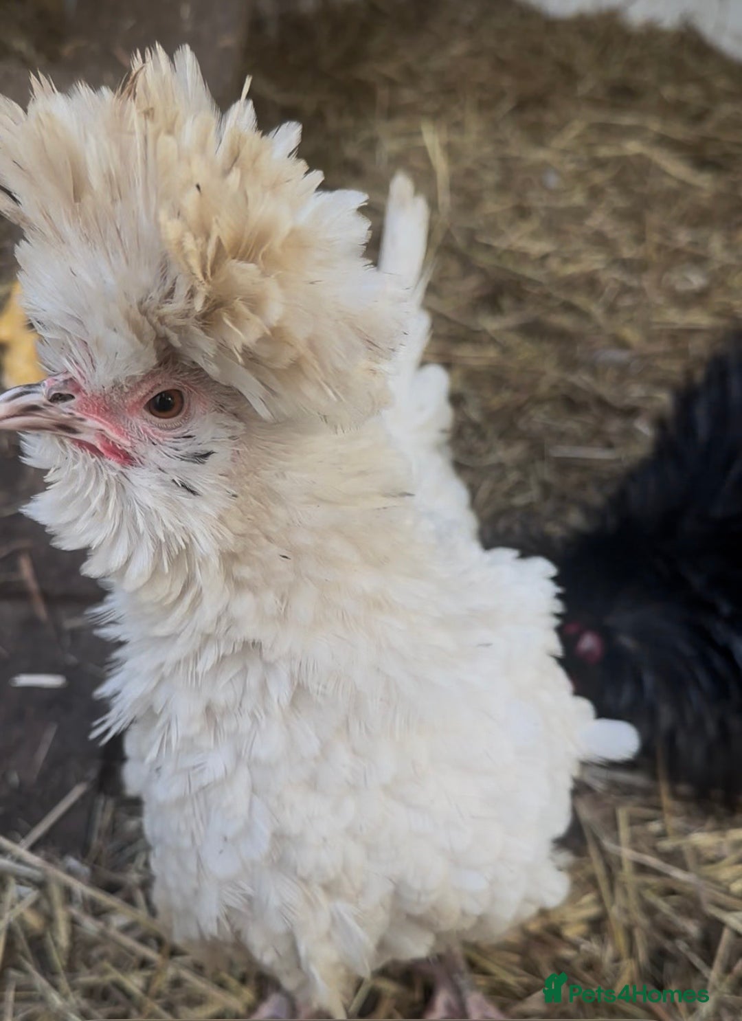 Chickens poultry for sale: Polish Crested Chicken Pair – Hatched in April - Advert 2