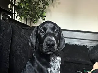 German Shorthaired Pointer dogs Show type KC GSP’s - Advert 14