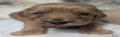 Cockapoo 5