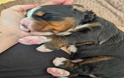 Bernese Mountain Dog dogs for sale: Gorgeous Bernese Mountain Dog Puppies Ready Soon - Image 9