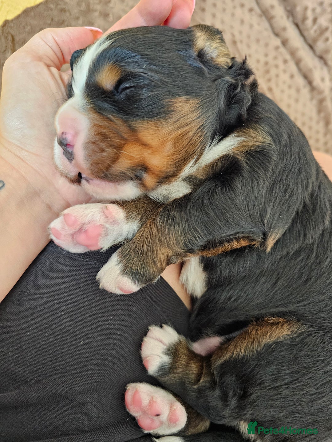 Bernese Mountain Dog dogs for sale: Gorgeous Bernese Mountain Dog Puppies Ready Soon - Image 9