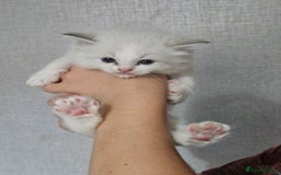 Ragdoll cats for sale: Tica registeeed tabby bicolour ragdolls - Image 32