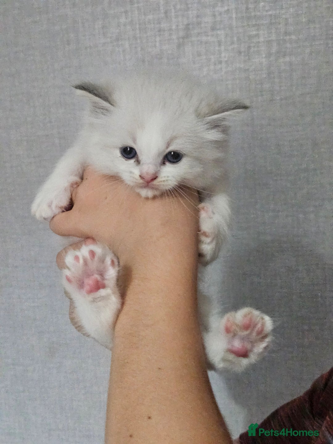 Ragdoll cats for sale: Tica registeeed tabby bicolour ragdolls - Image 32