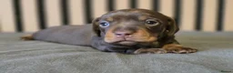 Miniature Dachshund dogs for sale: Pedigree miniature Dachshund baby girls - Advert 14